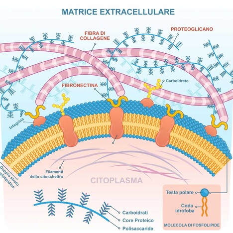 matrice-extracellulare-1111x1080.jpg